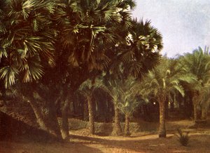 Palm Grove lähellä Karnakia Egyptissä tekijältä English Photographer