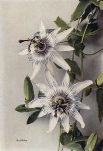Passiflora Coerulea, Constance Elliott (värikuva) tekijältä English Photographer