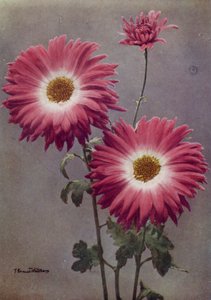 Percy Arnold (värikuva) tekijältä English Photographer