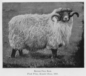 Rough Fell Ram, ensimmäinen palkinto, Kendal Show tekijältä English Photographer