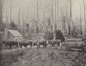 Kelkkapuuta Lebrinassa, Tasmaniassa tekijältä English Photographer