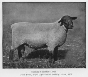 Suffolk Shearling Ram, ensimmäinen palkinto, Royal Agricultural Society