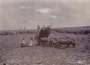 Sokeriviljelmä, Barbados, 1880 tekijältä English Photographer