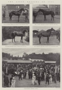 Ascotin kokous 1901