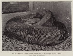 Boa Constrictor nieltyään seuralaisensa Zoological Societyn Gardensissa tekijältä English Photographer