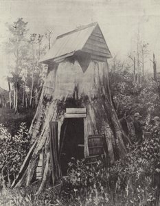 Jättiläinen puu Wynstayssa, Etelä-Gippslandissa tekijältä English Photographer