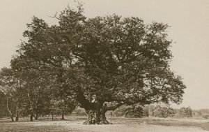 Major Oak, Sherwood Forest tekijältä English Photographer
