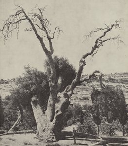 Mamren tammi; Abraham Oak, johon Abraham pystytti telttansa ja rakensi alttarin tekijältä English Photographer