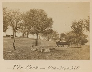 The Park - One Tree Hill, Greenwich tekijältä English Photographer