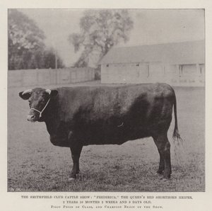 Smithfield Club Cattle Show, Frederica, Queens Red Shorthorn Hiefer, 2 vuotta 10 kuukautta 2 viikkoa ja 3 päivää vanha