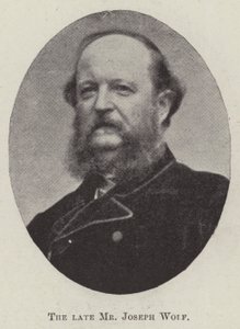 Edesmennyt herra Joseph Wolf tekijältä English Photographer