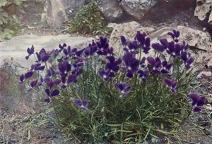 Viola Gracilis (värikuva) tekijältä English Photographer