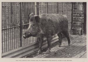 Villisika, poistettu Windsor Parkista ja jonka HM the King esitti Zoological Societylle tekijältä English Photographer
