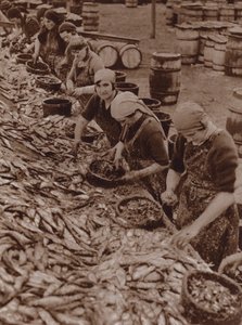 Naiset Great Yarmouthissa pilkkovat ja puhdistavat silakkaa (s/w-kuva). tekijältä English Photographer