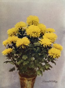 Keltainen Caprice du Printemps tekijältä English Photographer