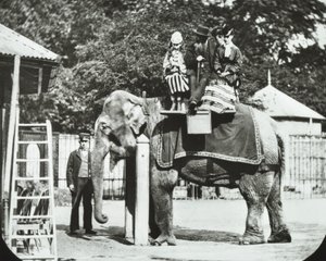 Zoological Gardens, Regents Park: norsu aikuisten ja lasten ratsastuksessa, Lontoon eläintarha, 1894 tekijältä English Photographer