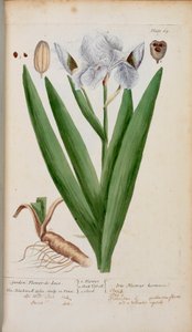 (Puutarha) Flower-de-Luce. Iris, Elizabeth Blackwellin teoksesta A Curious Herbal... tekijältä English School