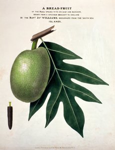 A Bread-Fruit, n. 1825 (käsinvärinen lito) tekijältä English School