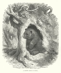 Ruskea karhu kotona (kaiverrus) tekijältä English School