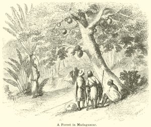 Metsä Madagaskarilla tekijältä English School