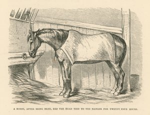 Hevosen pää sidotaan verenlaskun jälkeen seimeen kahdeksikymmenenneljäksi tunniksi (kaiverrus). tekijältä English School