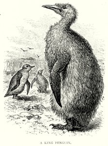 Kuningaspingviini (kaiverrus) tekijältä English School