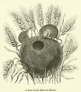 Nest of the Harvest Mouse (kaiverrus) tekijältä English School