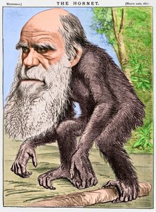"A Venerable Orang-outang", karikatyyri Charles Darwinista apinana. tekijältä English School