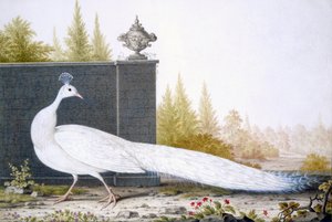Valkoinen herne tekijältä English School