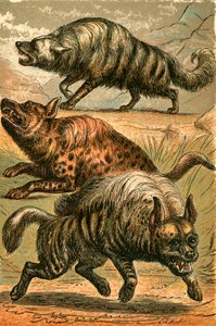 Aard Wolf, täplikäshyena ja raidallinen hyena tekijältä English School
