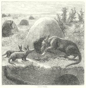 Aardvark (kaiverrus) tekijältä English School