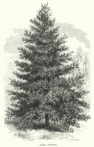 Abies Pinsapo (kaiverrus) tekijältä English School