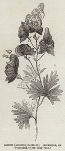Akoniitti (Aconitum Napellus), Monkshood tai Wolfsbane (kaiverrus) tekijältä English School