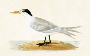 Allied Tiir, kuvitus Charles Robert Breen (1811-86) teoksesta "A History of the Birds of the Birds of the British Isles", julkaistu 1867