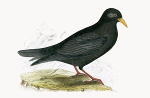 Alpine Chough, kuvitus Charles Robert Breen (1811-86) teoksesta "A History of the Birds of the Birds of the British Islands", julkaistu 1867 tekijältä English School