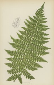 Alpine Polypody (värilitro) tekijältä English School