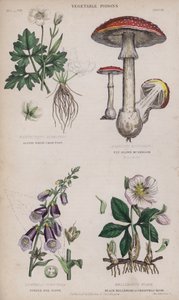 Alpine valkoinen varisjalka; lentää ruskea sieni; Purple Fox Glove; Musta hellebore tai jouluruusu (värillinen kaiverrus) tekijältä English School
