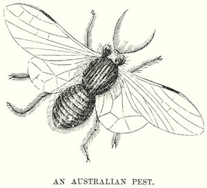 Australialainen tuholainen (kaiverrus) tekijältä English School
