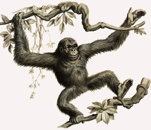 Orang-utan tekijältä English School