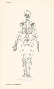 Anatomia: Naisen luuranko, etukuva (litografia): Naisen luuranko, etukuva (litografia) tekijältä English School