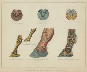 Anatomia, hevosen jalka (väri litho) tekijältä English School