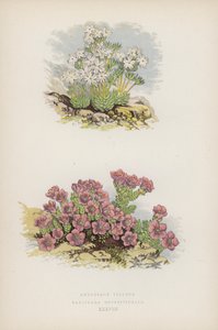 Androsace Villosa; Saxifraga Oppositefolia (väri litho) tekijältä English School