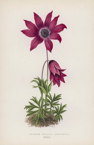 Anemone Stellata, Hortensis (värilitro) tekijältä English School