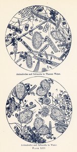 Animalcules ja Infusoria vedessä (värilitografia) tekijältä English School