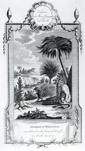 Animals of Maragnan, kuva otettu Moores Voyages and Travels -julkaisusta, 1778 tekijältä English School