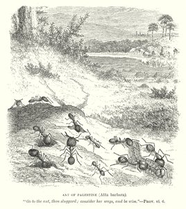 Palestiinan muurahainen (Atta Barbara) (kaiverrus) tekijältä English School