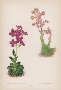 Arabis; Saxifraga Ambigua (väri litho) tekijältä English School