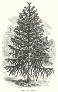 Araucaria Imbricata (kaiverrus) tekijältä English School