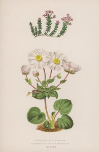 Asperula Arcadiensis; Ranunculus Parnassifolius (värilitro). tekijältä English School