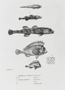 Aspidophorus Chiloensis ja Agriopus Hispidus, levy 7 Charles Darwinin teoksesta "The Zoology of the Voyage of H.M.S Beagle, 1832-36" tekijältä English School